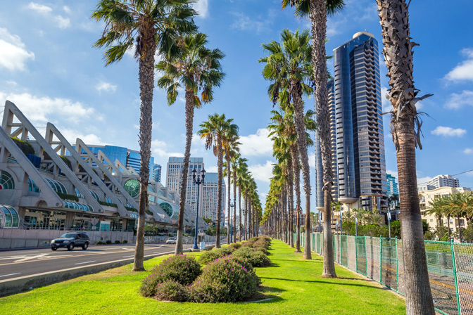 TMS_palm-trees-lined-up-during-day